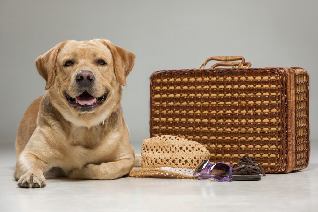 cani di grossa taglia in treno