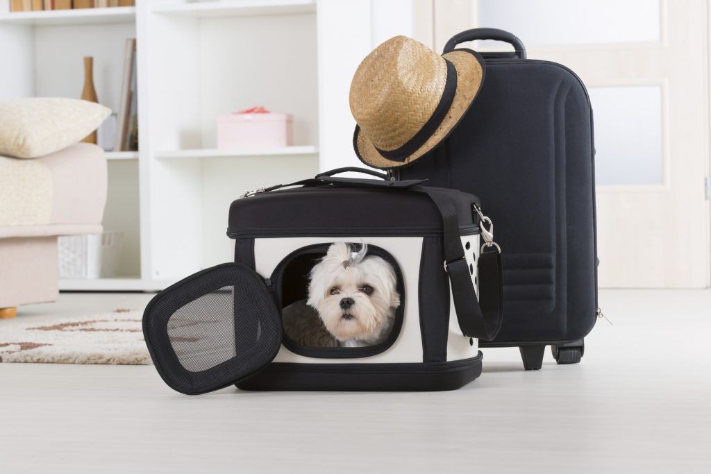 Viaggiare in treno con il cane