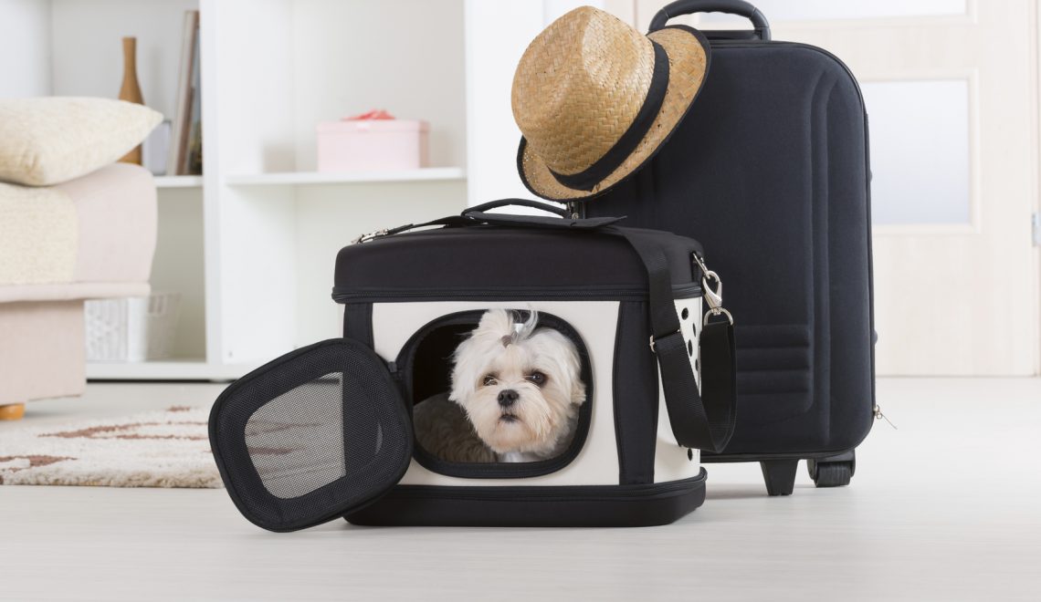 Viaggiare in treno con il cane