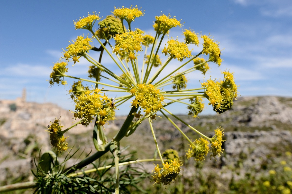 matera capitale europea della cultura 2019 parco della murgia materana