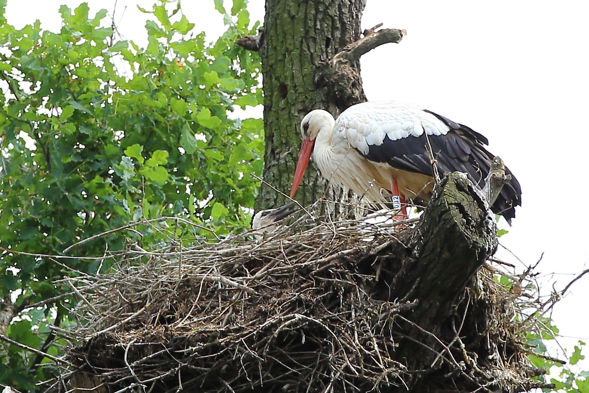 Mantova a Pasquetta parco del Mincio cicogne