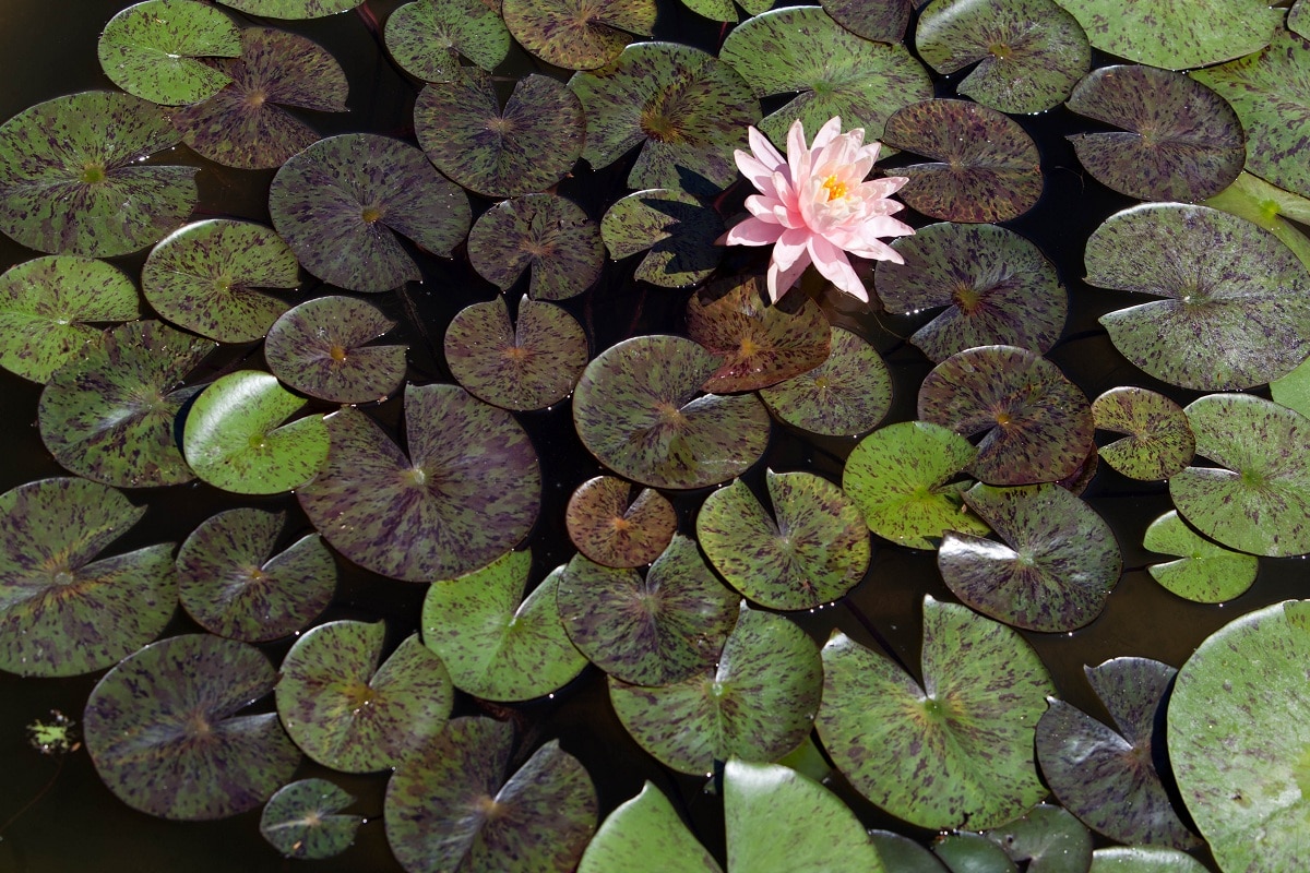 orto botanico di padova vasca delle ninfee