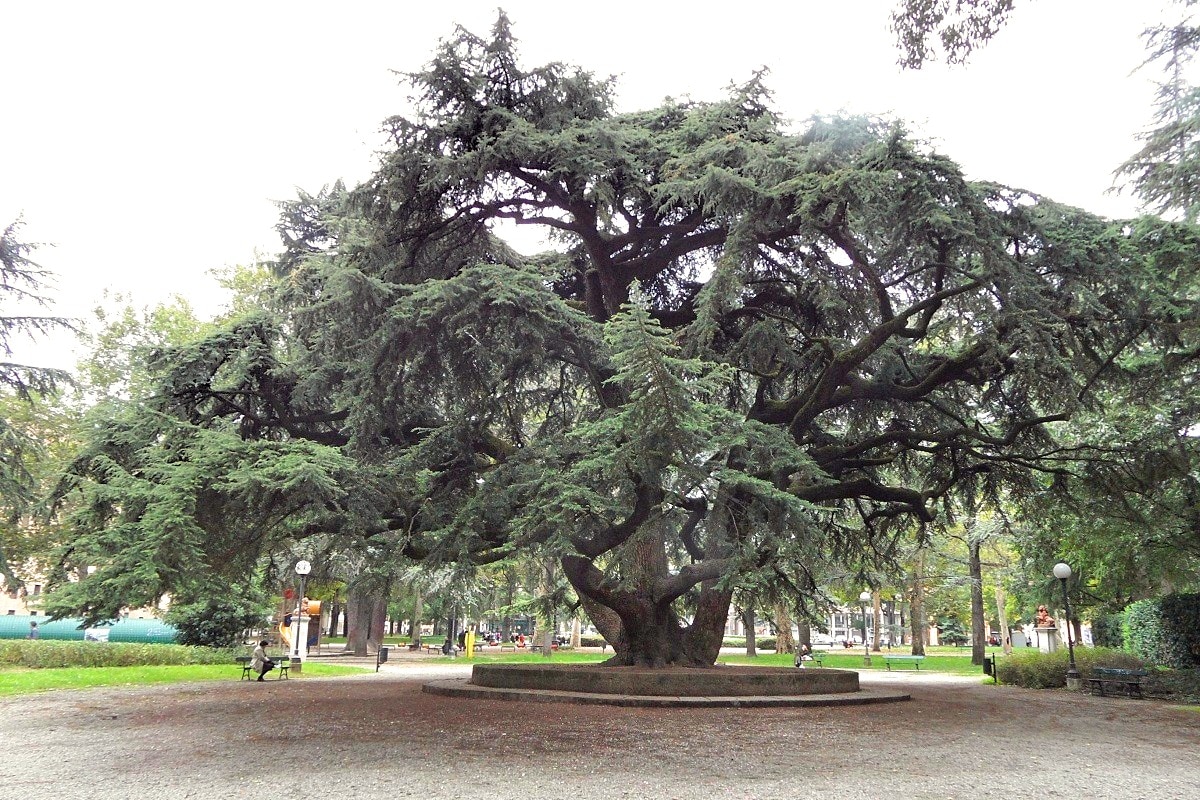 reggio emilia curiosità cedro del libano