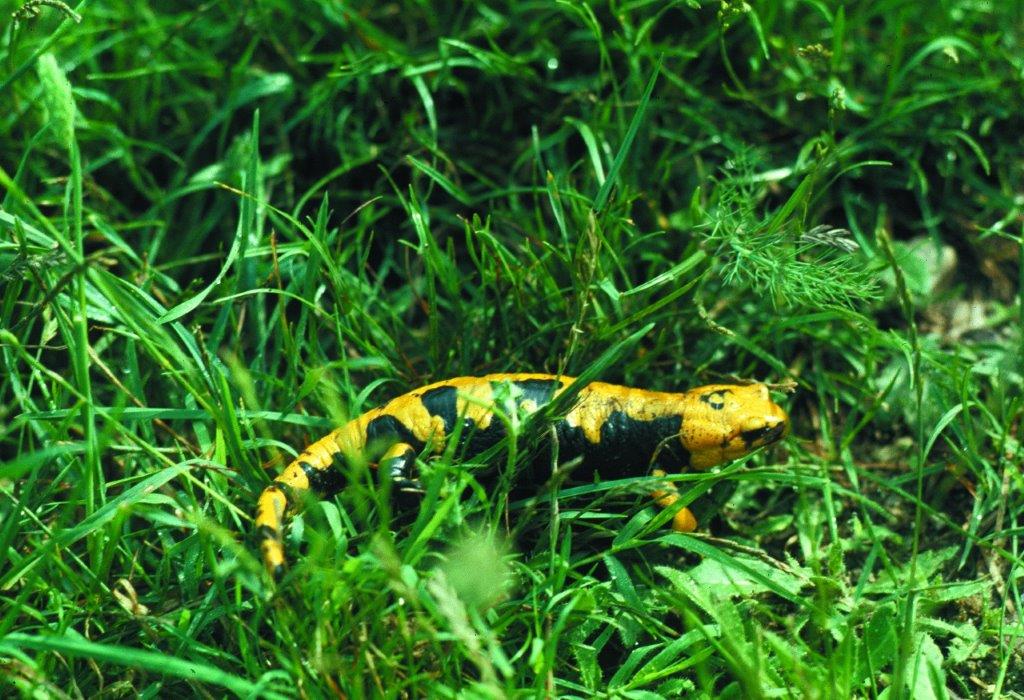 luoghi da visitare nel cilento parco nazionale vallo di diano alburni