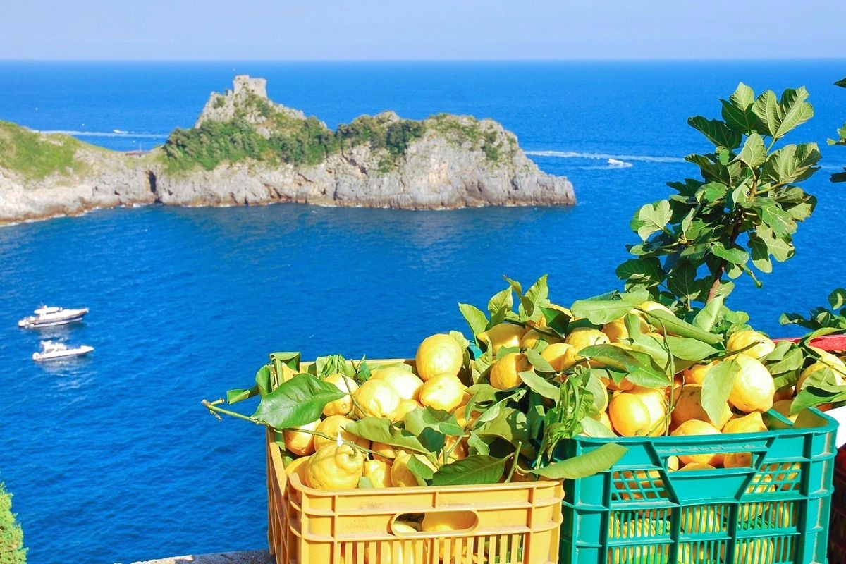 Come coltivare i limoni in vaso: guida completa