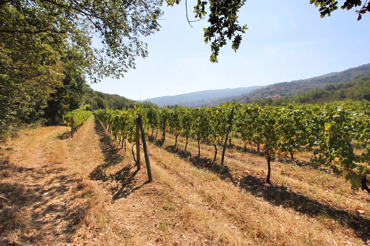 vacanza in cilento cantine vini tipici