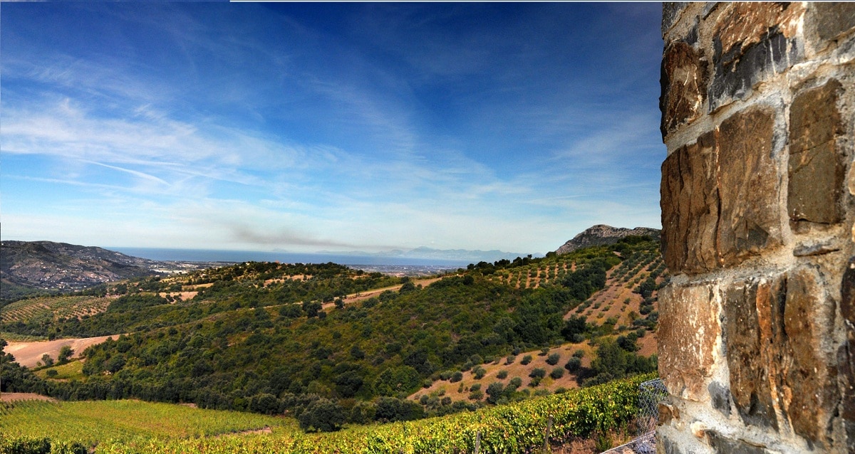 vini tipici cilento azienda agricola maffini