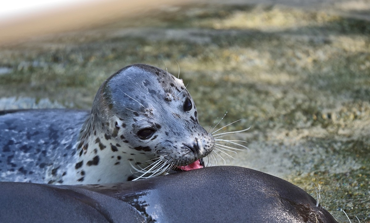 Dove portare i bambini a Bergamo? Al Parco Faunistico Le Cornelle!, image size:1200x723