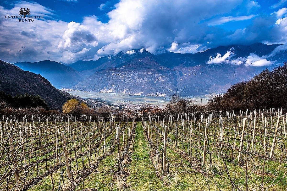 Cantina Sociale Trento Vigneto