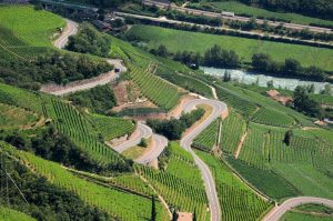 Vigneti di Bolzano