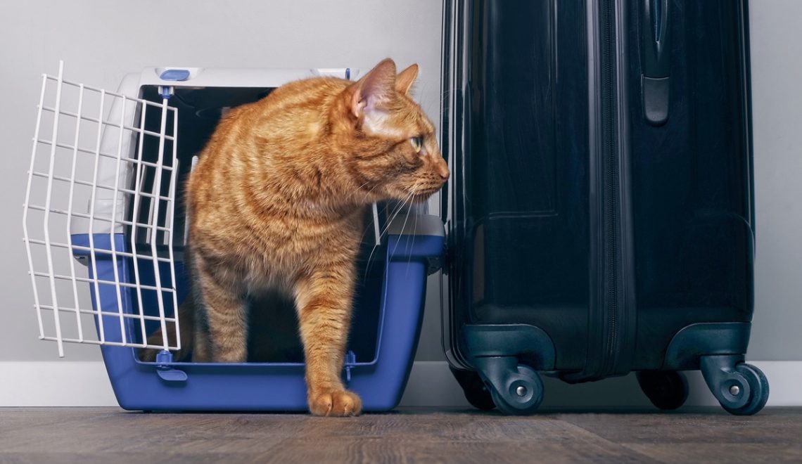 Gatto in treno, ecco come funziona