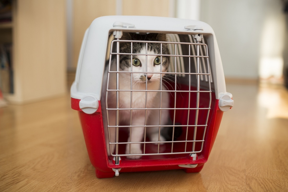 Gatto in treno, ecco come funziona