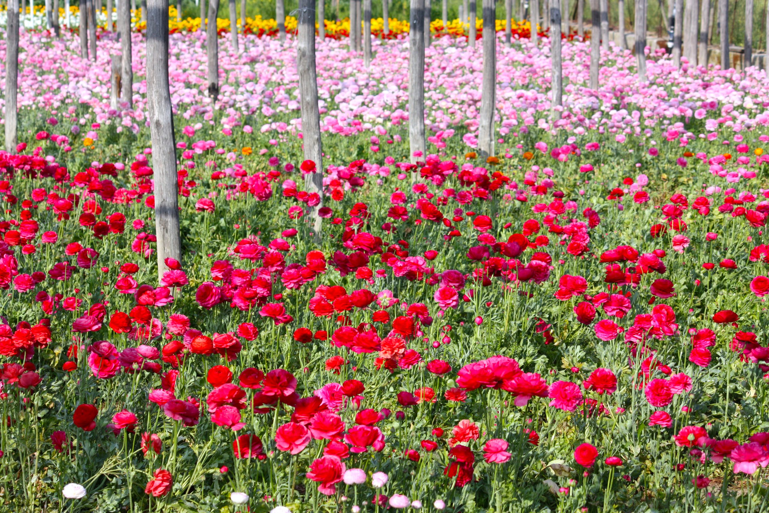 Fiori Sanremo