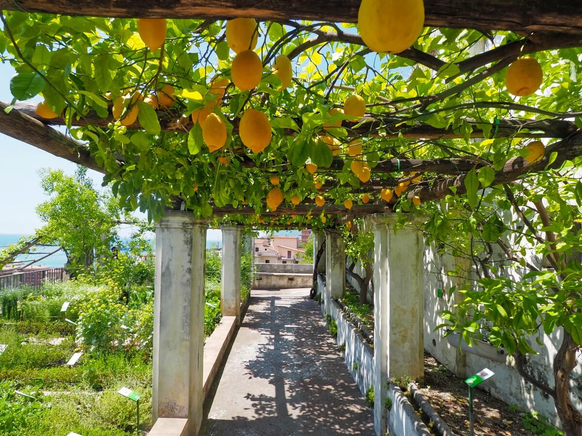 Limoni Giardino della Minerva