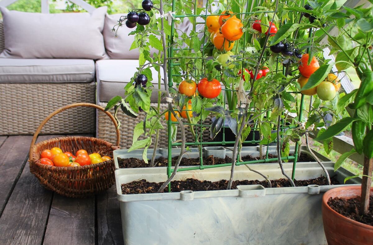 orto sul balcone