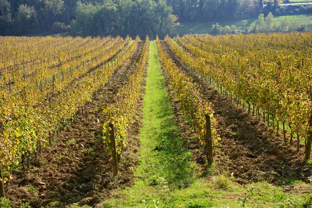 Rows of vines
