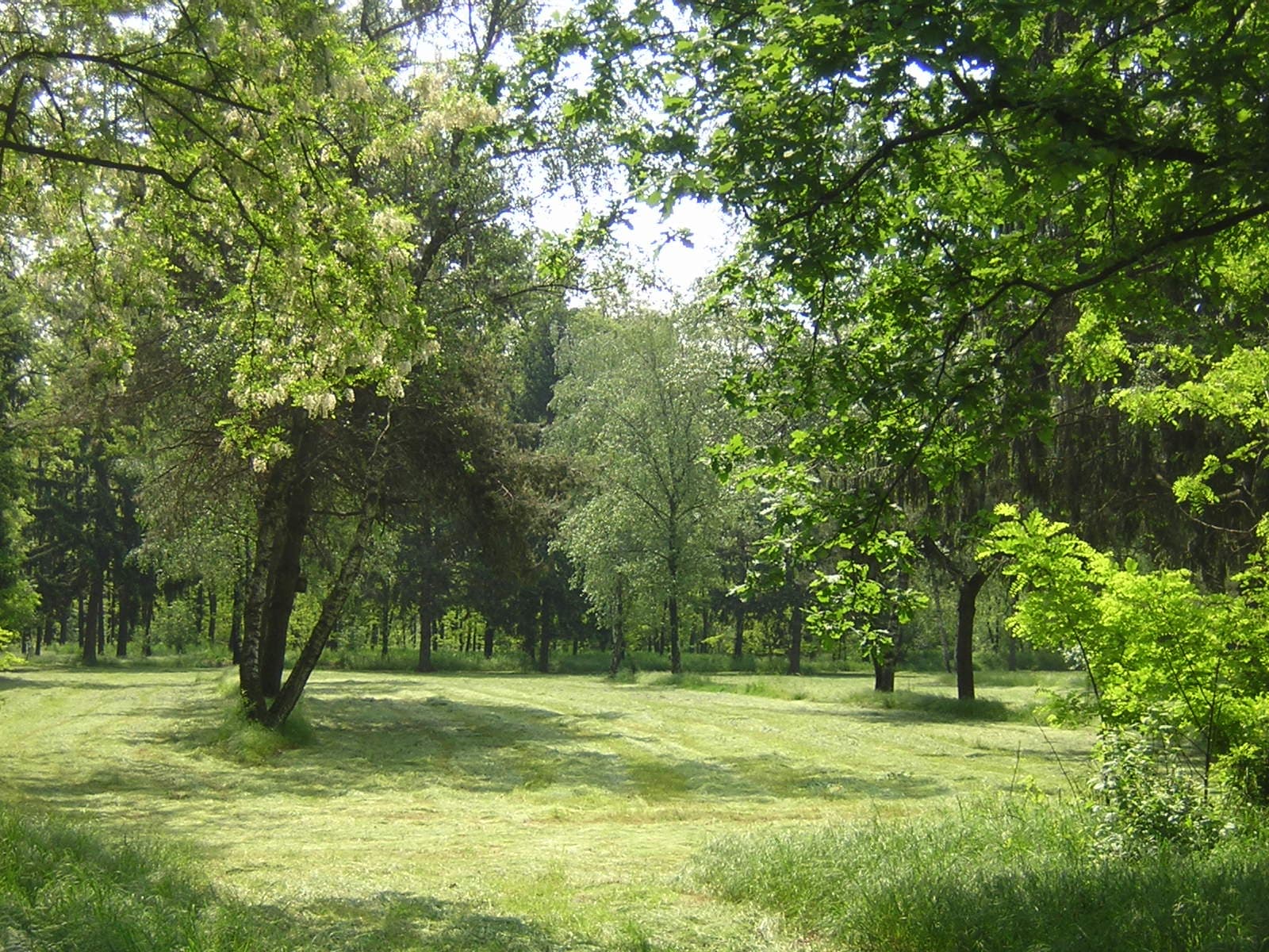 © Andrea M. Longo - Bosco di Vanzago