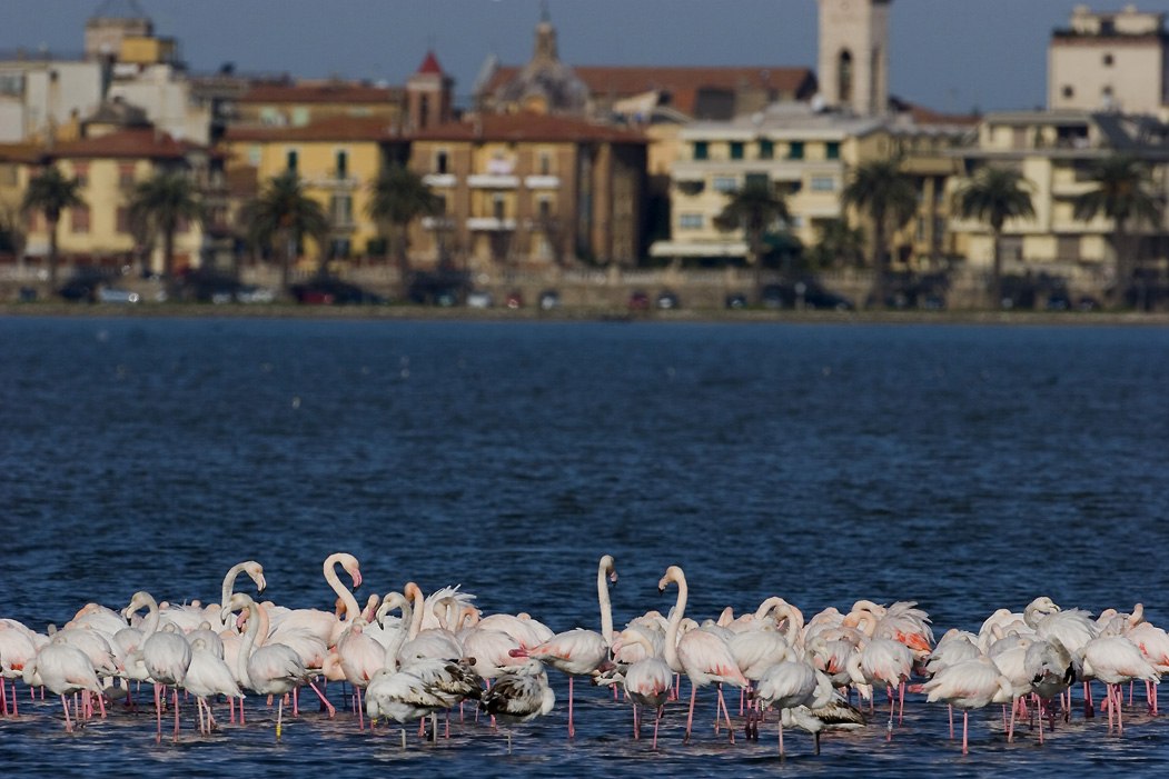 Fenicotteri ad Orbetello (© F Cianchi)-•Laguna di Orbetello