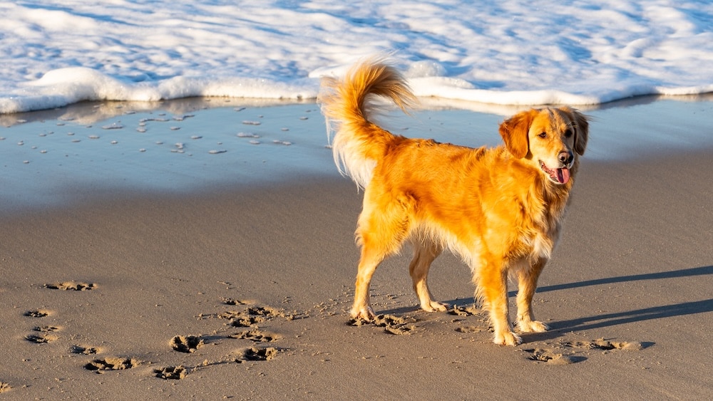 Al mare con il cane: le spiagge dog-friendly in Italia